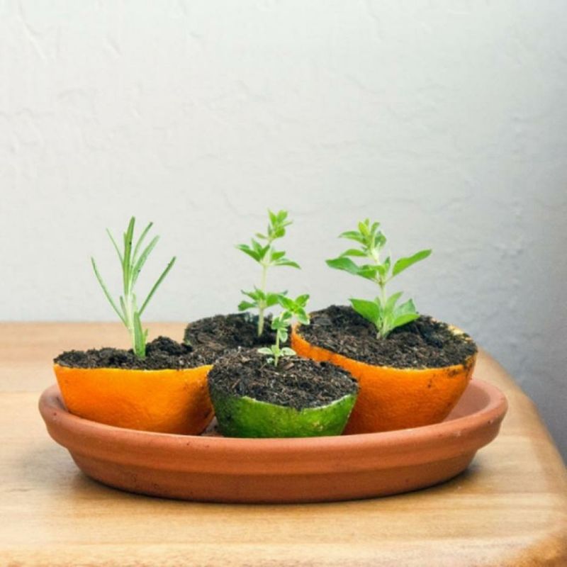 Nature-friendly flower pots made from lemon peel