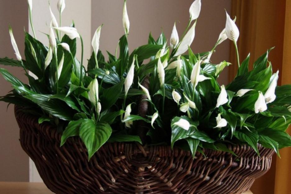   Scheidenblatt - a fascinating plant for your home