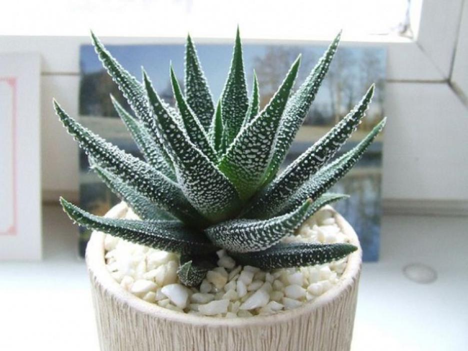 Use a white ceramic planter for your real aloe