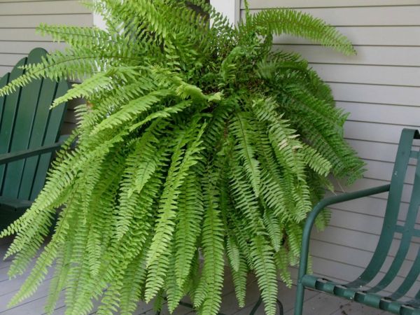 If your houseplant gets too big, you can grow it on the patio or in the garden