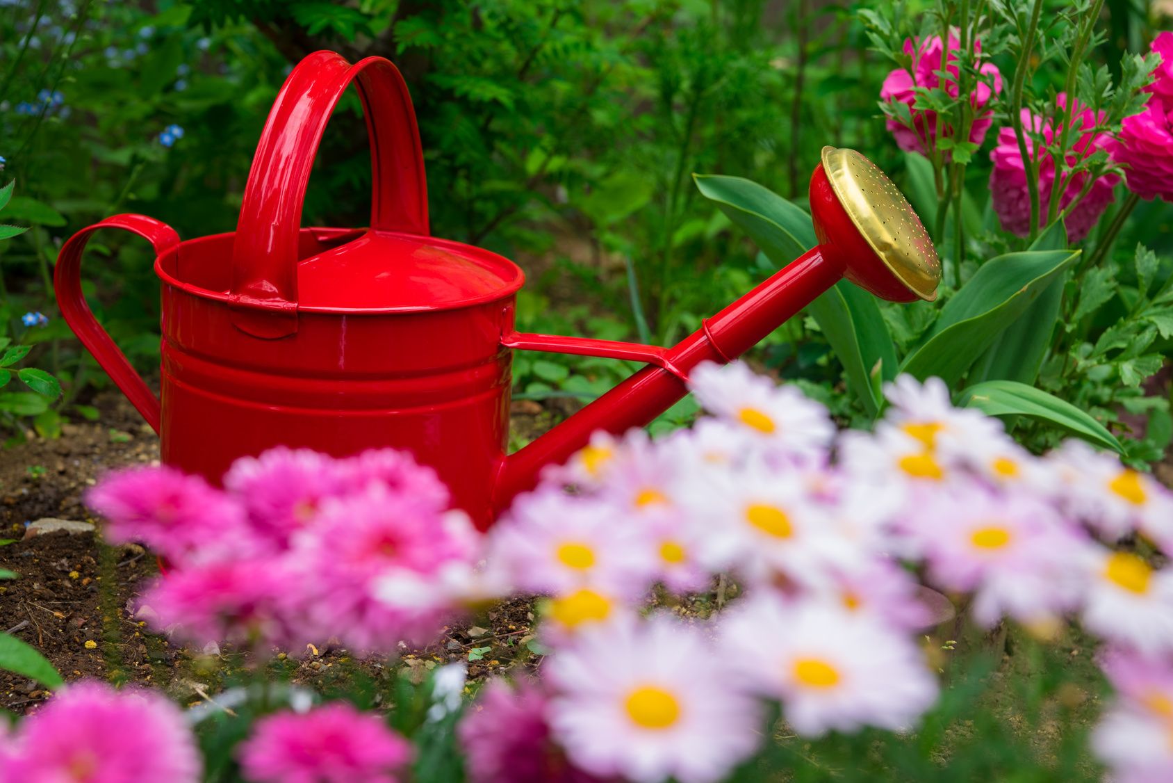 Den Garten im Sommer gießen