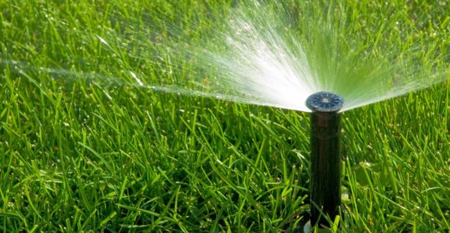 It is better to irrigate the lawn a little less often but more persistently