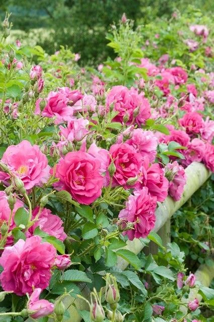 Country house garden with romantic roses