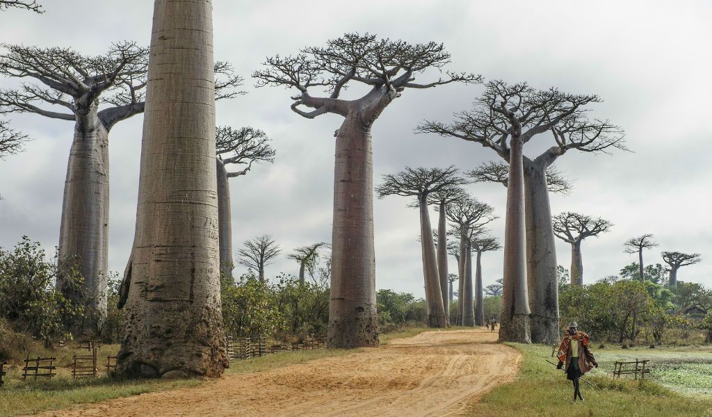 Sternzeichen Reiseziel Schütze Madagaskar Afrika