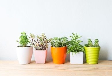 8 tolle Zimmerpflanzen, die für angenehme Raumtemperatur im Sommer sorgen