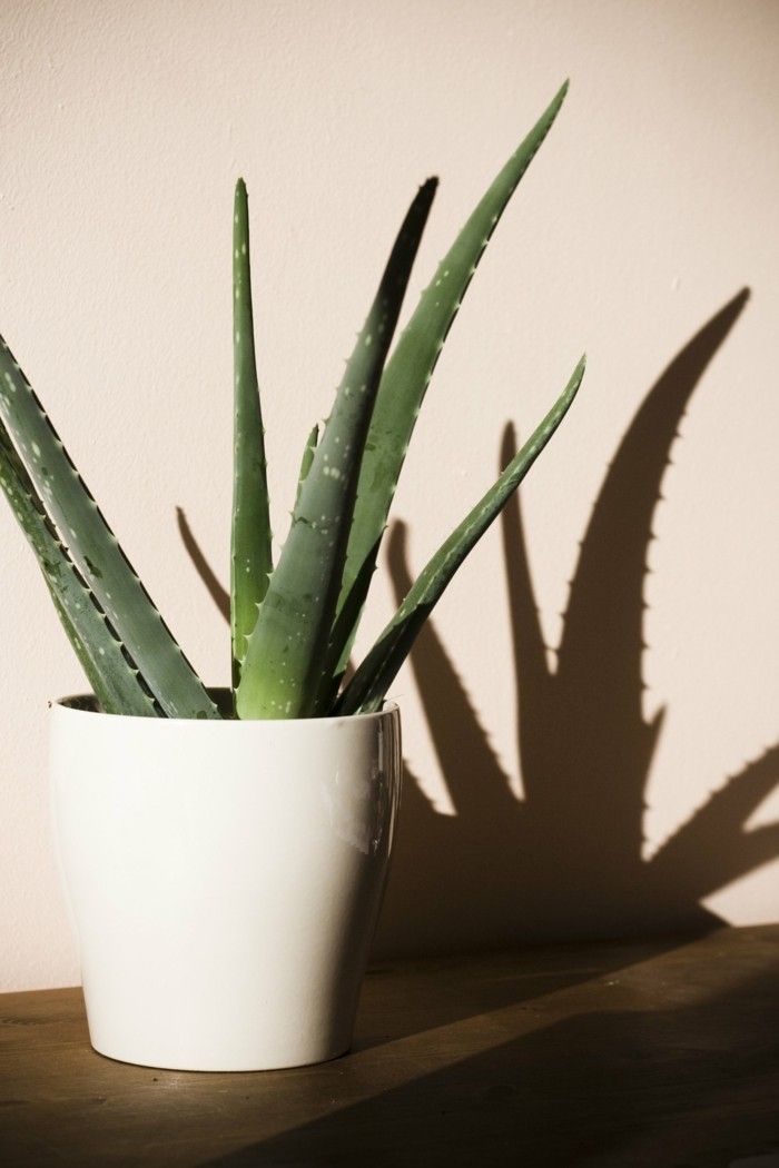 Aloe Vera Zimmerpflanzen im Sommer