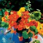 10 coole Ideen für Ihre Blumenbehälter im Garten - Trendomat.com