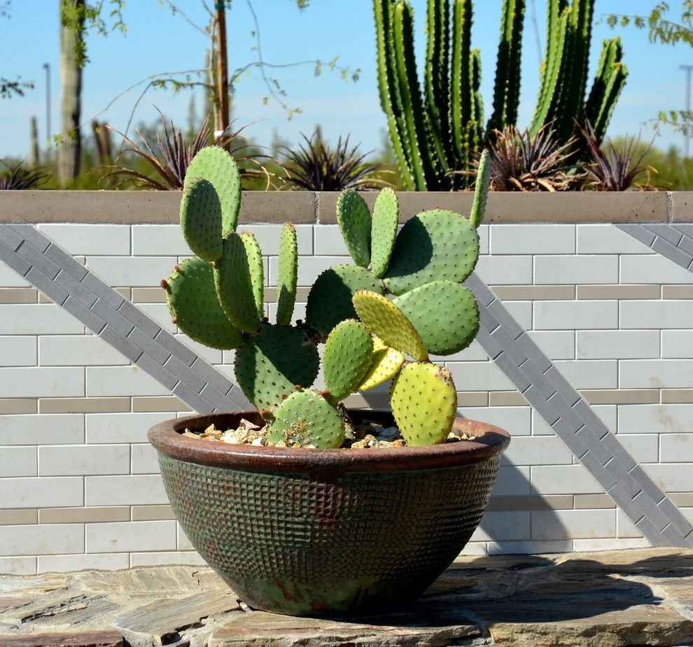 Die sonnige Ecke im Garten mit Kakteen und Sukkulenten