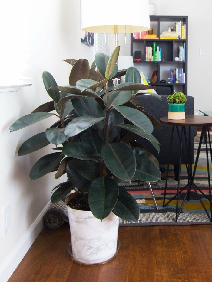 Rubber tree living tips house plants