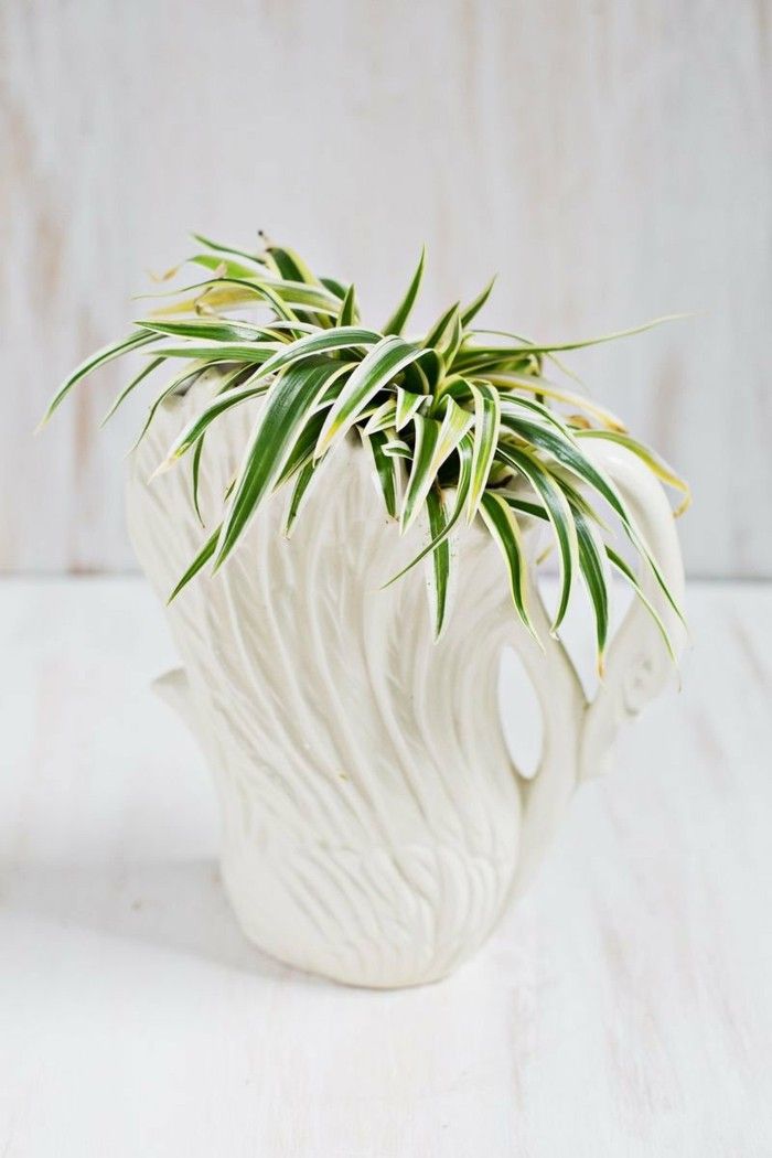 House plants green lily in white pot