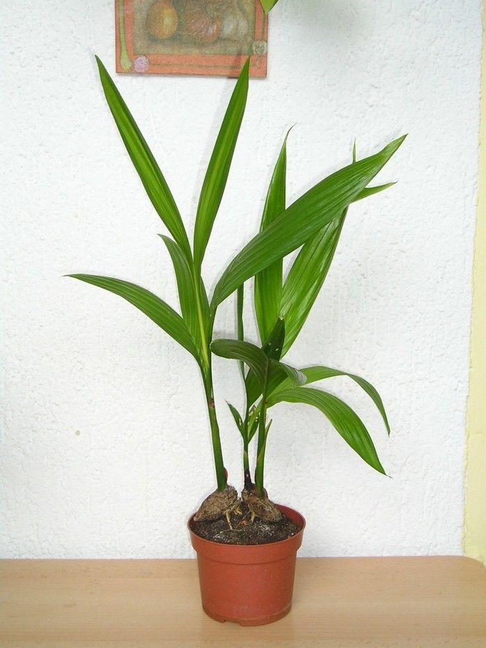 kleine Areca Palme Zimmerpflanzen Raumgestaltung