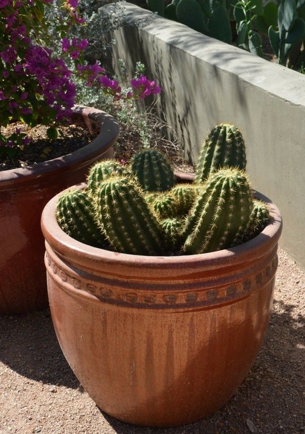 Die sonnige Ecke im Garten mit Kakteen und Sukkulenten ...