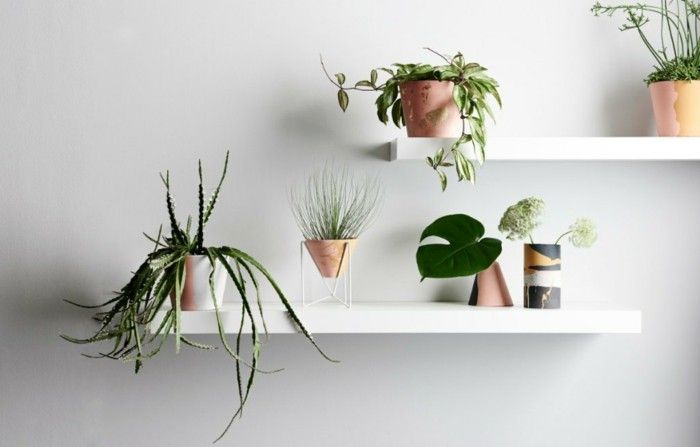 aloe-deco-tips-open-shelves-perfect-indoor-plants