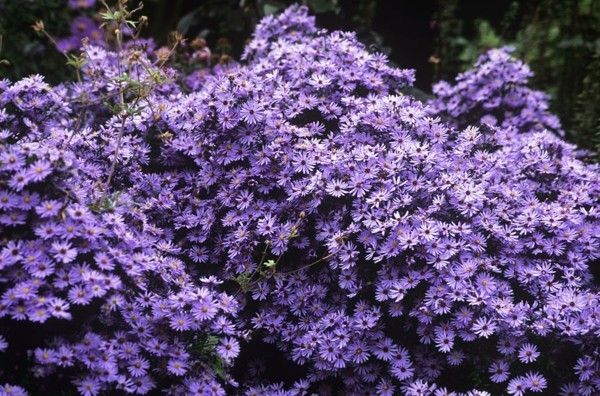 blue-forest-aster