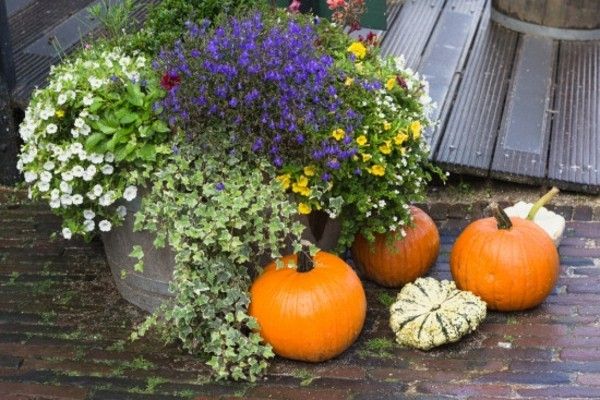 blooming-autumn-flowers-and-curbits-decorate-the-garden