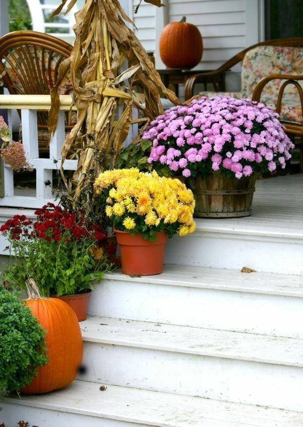 colorful-chrysanthemums-decorate-traditional-the-house-entrance-in-autumn