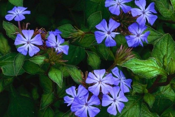 chinese-lead-root-plumbago