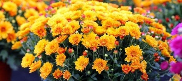 die-klassiker-der-herbstblumen-die-chrysanthemen