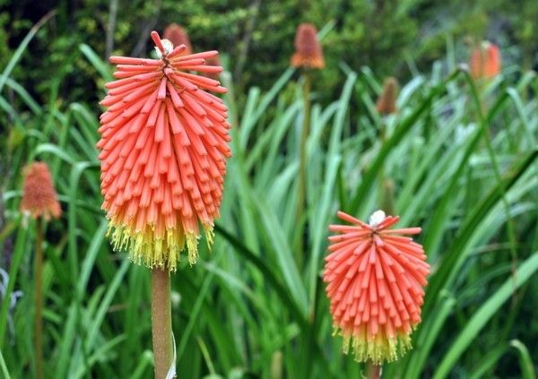 torch lily
