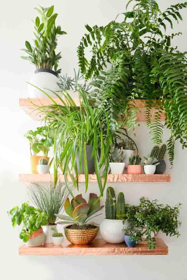 green-wall-ideas-houseplants