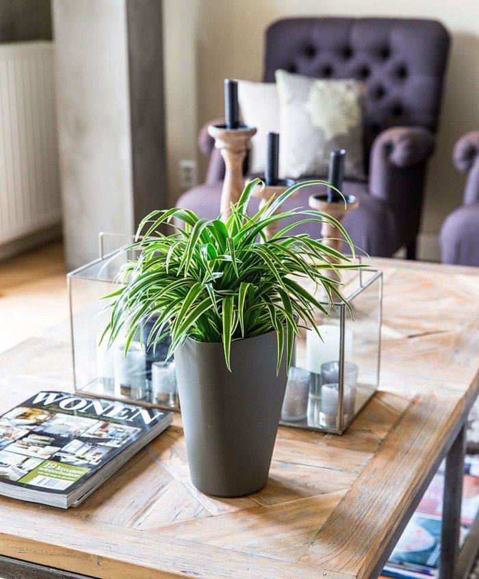 grunlilie-perfekte-zimmerpflanzen-wohnzimmer
