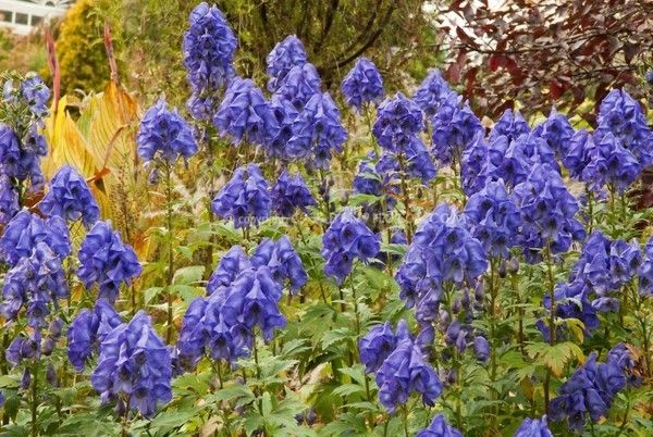   Autumn monkshood looks beautiful with its blue-violet flowers, but be careful here: the plant is poisonous!