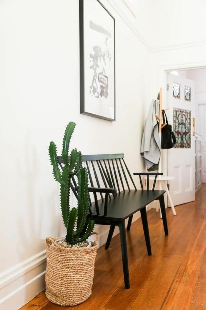 cacti-at-home-growing-perfect-indoor-plants