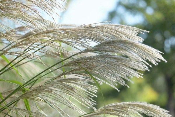 Miscanthus sinensis silver feather