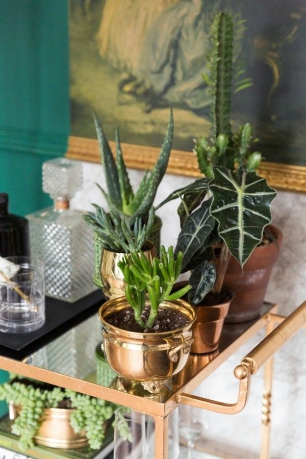 Wie können Sie einen Indoor-Garten selber gestalten? - Trendomat.com