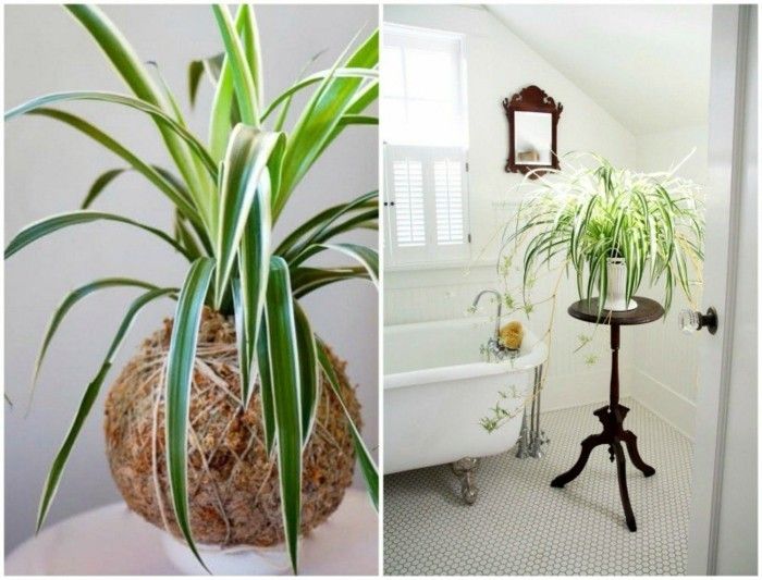 perfect-house-plants-green-lily-in-water-living-tips