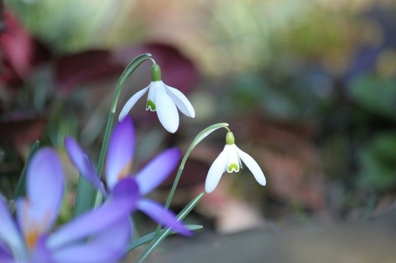 first-appearance-in-spring-for-snow-bells-and-crocuses