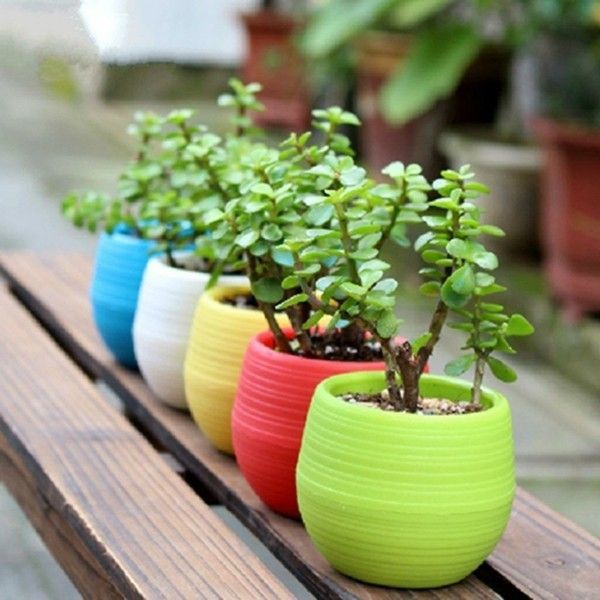 plant-cubes-in-beautiful-colors