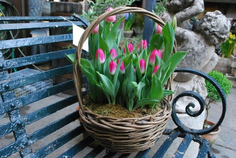tulips-feel-reversible-even-in-the-pot