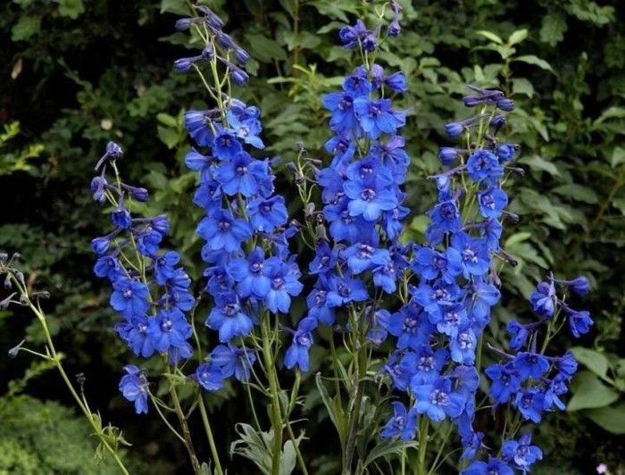blue-flowers-support-life-path-and-career