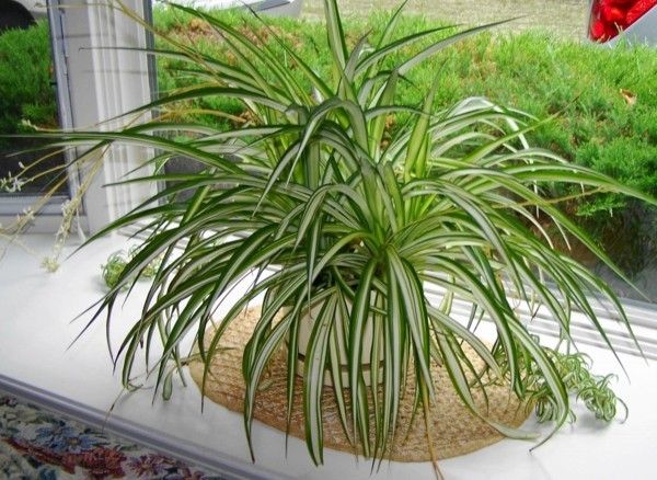 chlorophytum-2-house plants