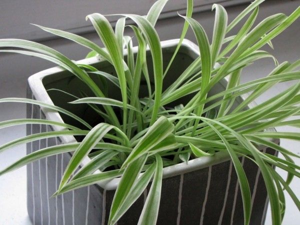 chlorophytum-3-house plants