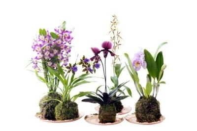 noble orchids