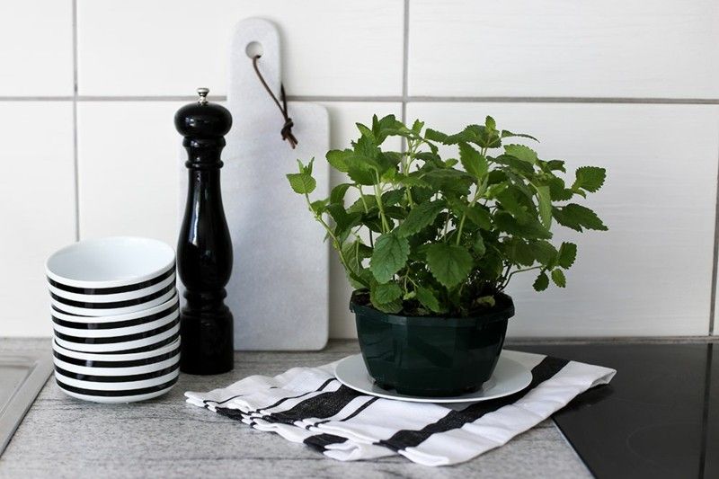 fresh-herbs-in-pots-are-especially-well-suited-for-the-feng-shui-kitchen