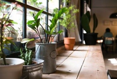 5 pflegeleichte Zimmerpflanzen für Anfänger