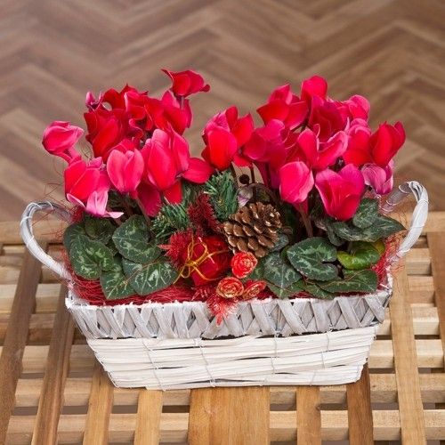 cyclamen-red-christmas-decorated-cones-wicker basket