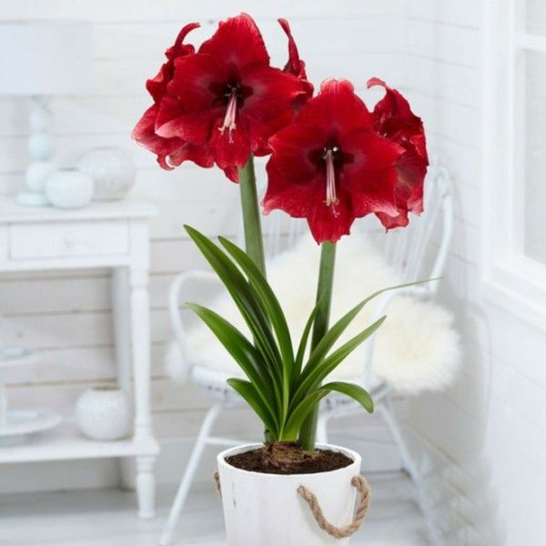 Amaryllis diese außergewöhnliche Blütenschönheit erfreut uns zu