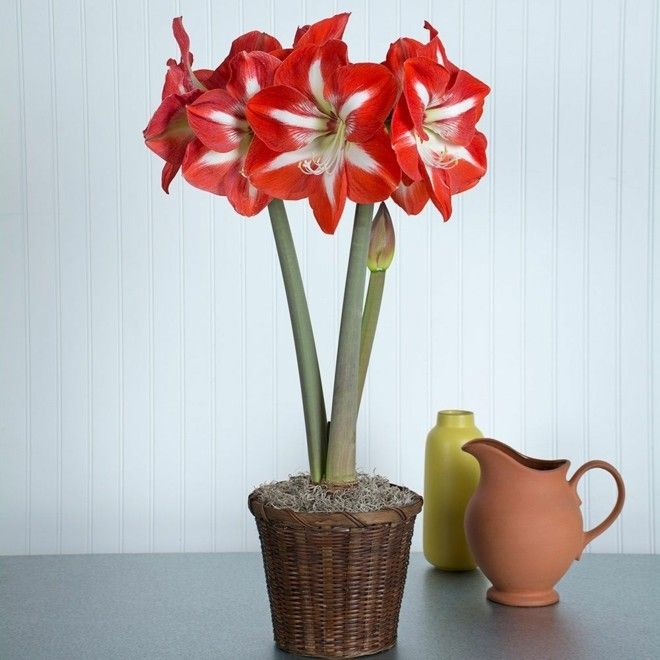 amaryllis-ambience-in-winter