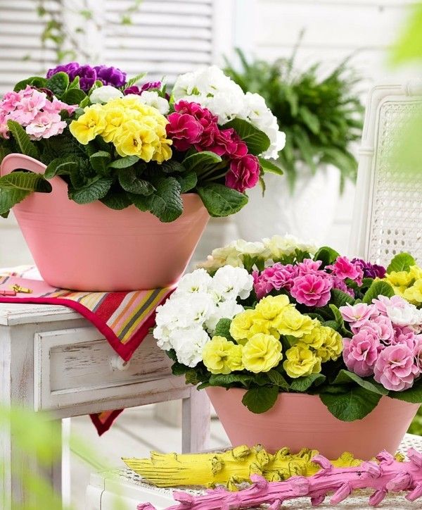 sea ​​of ​​flowers-wonderful-colors-primroses-pots