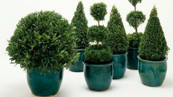 Box-tree-plant-pots-shapes-giving