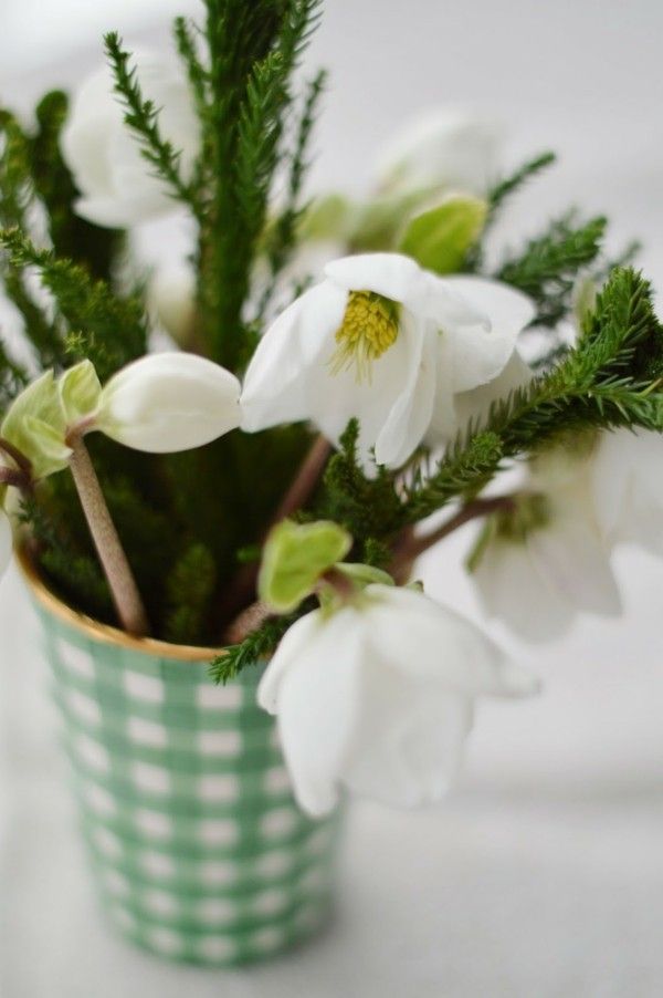 Christmas rose-in-the-pot