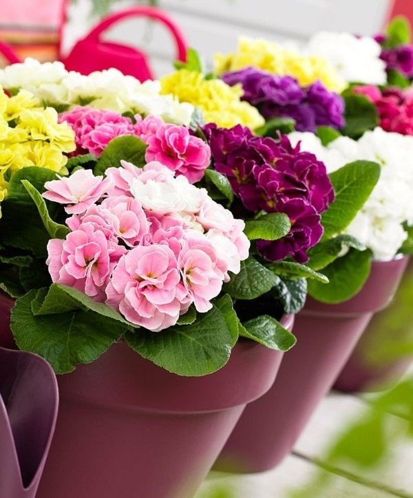 variety-of-colors-primroses-in-pots