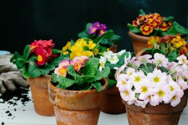 potted primroses
