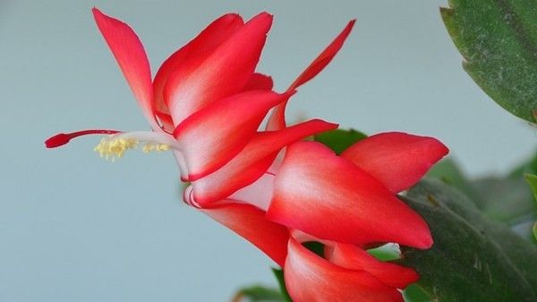 christmas-cactus-natural-beauty-red