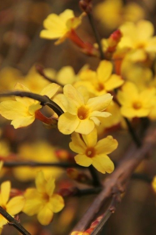 winter jasmine-tender flowers