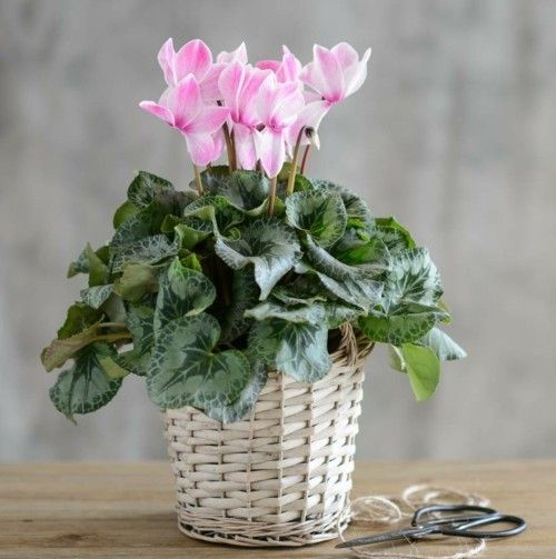 light-pink-delicacy-pure-wicker-basket-planter-alpine violets
